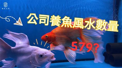 風水魚缸數量|養魚招財：新手必看